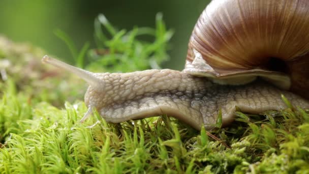 Helix pomatia, auch Römerschnecke, Burgunderschnecke, essbare Schnecke oder Schnecke, ist eine Art der großen, essbaren, luftatmenden Landschnecke, einer terrestrischen Lungenschnecke aus der Familie der Helicidae. — Stockvideo