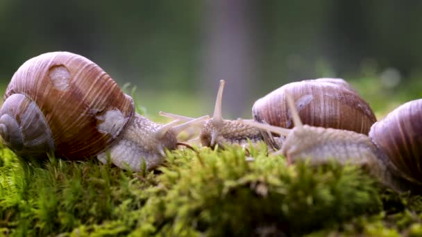 Helix pomatia aussi escargot romain, escargot de Bourgogne, escargot ou escargot comestible, est une espèce de grand escargot terrestre comestible, respirant l'air, un mollusque gastéropode pulmonaire terrestre de la famille des Helicidae.