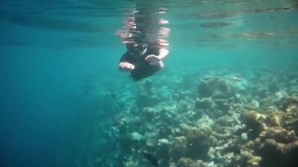 Snorkeler diving along the brain coral — Stock Video