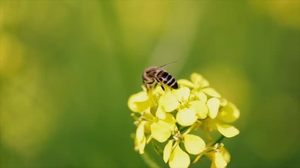 Bee collects nectar from mustard rapeseed flower slow motion. — Stock Video