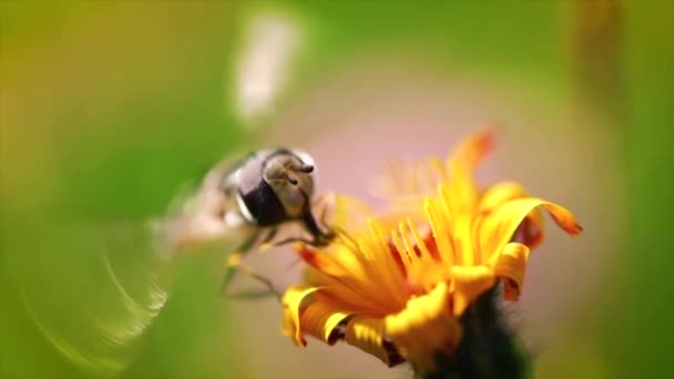Vespa recolhe néctar de flor crepis alpina câmera lenta . — Vídeo de Stock