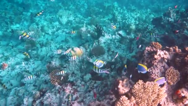 Rif met een verscheidenheid aan harde en zachte koralen en tropische vissen. Malediven Indische Oceaan. — Stockvideo