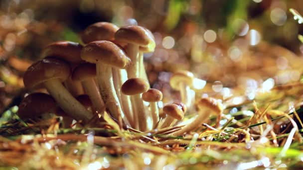 Armillaria Houby medu agaric V slunečném lese. Med houby jsou považovány na Ukrajině, Rusku, Polsku, Německu a dalších evropských zemích za jeden z nejlepších volně žijících hub. — Stock video