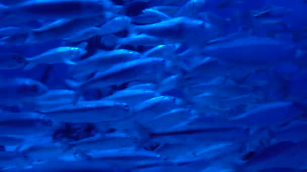 Europeisk skarpsill, Sprattus sprattus, även känd som borst, skarpsill eller skeppare, är en liten sillliknande marin fisk.. — Stockvideo