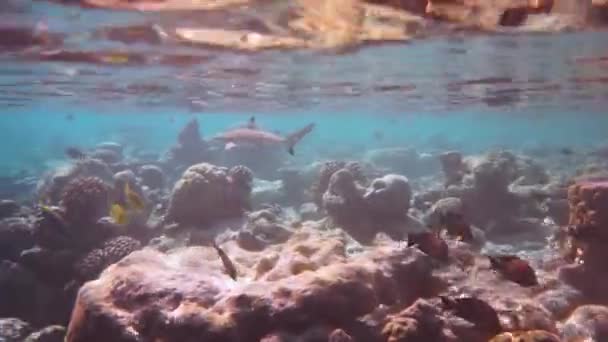 Tubarão. Recife com uma variedade de corais duros e macios e peixes tropicais. Maldivas Oceano Índico . — Vídeo de Stock