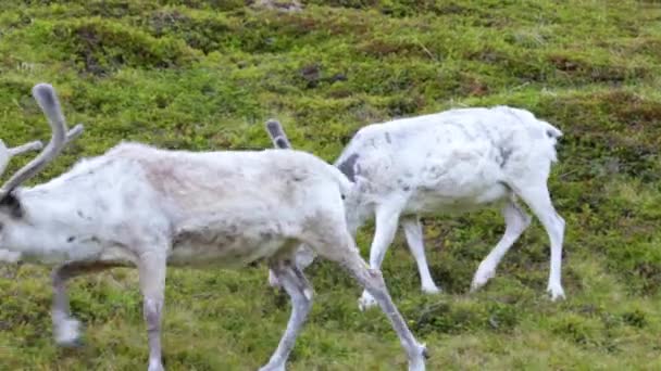 Rendieren in het noorden van Noorwegen, Nordkapp — Stockvideo