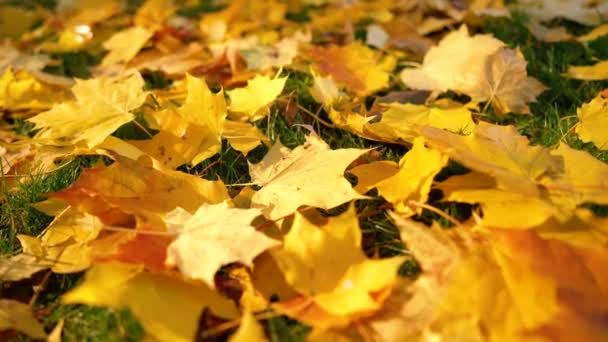 Tomber automne feuilles soleil
