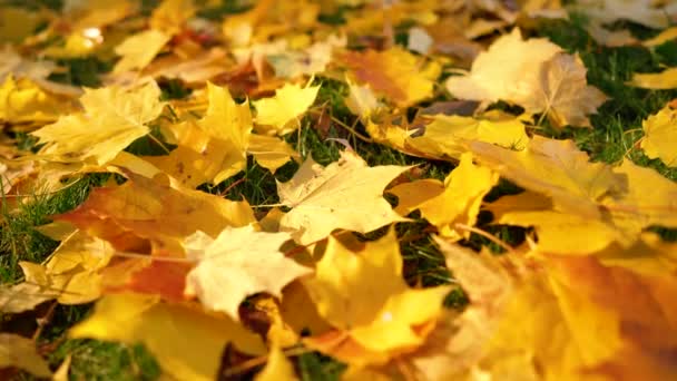 Caída del sol de hojas de otoño — Vídeos de Stock