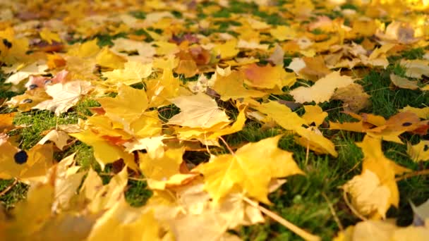 Caída del sol de hojas de otoño — Vídeos de Stock