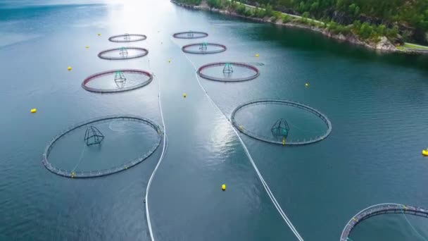 空中映像ノルウェーの養殖サケ釣り — ストック動画
