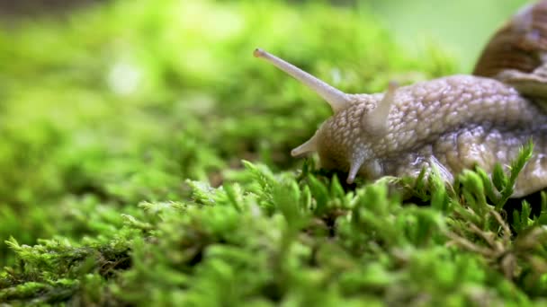 Helix pomatia aussi escargot romain, escargot de Bourgogne, escargot ou escargot comestible, est une espèce de grand escargot terrestre comestible, respirant l'air, un mollusque gastéropode pulmonaire terrestre de la famille des Helicidae.