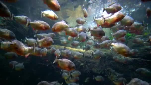 Piranha (Colossoma macropomum) in een aquarium — Stockvideo