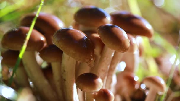 Armillaria Houby medu agaric V slunečném lese. Med houby jsou považovány na Ukrajině, Rusku, Polsku, Německu a dalších evropských zemích za jeden z nejlepších volně žijících hub. — Stock video