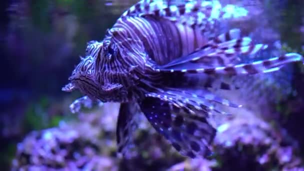 Pterois radiata in einem Aquarium auf blauem Hintergrund — Stockvideo