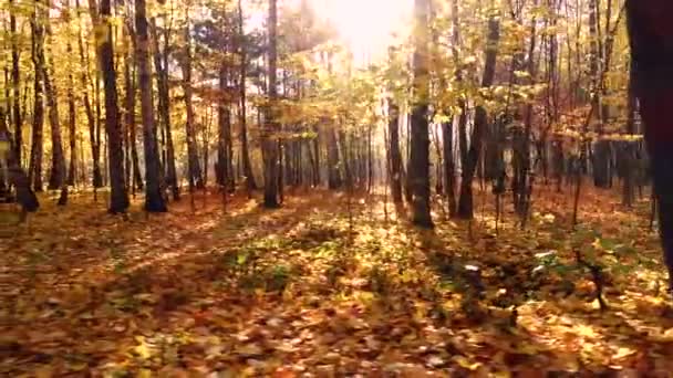 Madeira de floresta de outono colorida — Vídeo de Stock