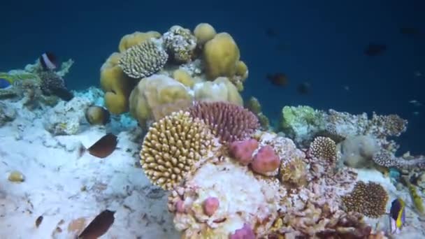 Riff mit einer Vielzahl von Hart- und Weichkorallen und tropischen Fischen. Malediven Indischer Ozean. — Stockvideo