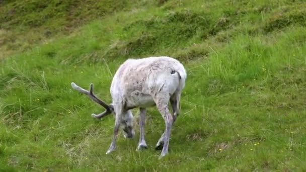 Rendieren in het noorden van Noorwegen, Nordkapp — Stockvideo