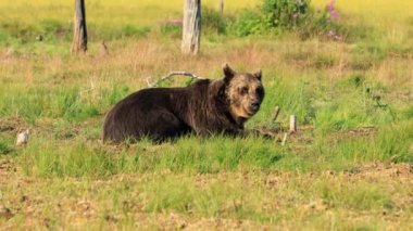 Kahverengi ayı (Ursus arctos), Avrasya 'nın kuzeyinde ve Kuzey Amerika' da yaşayan bir ayıdır. Kuzey Amerika 'da, kahverengi ayı popülasyonlarına genellikle boz ayı denir..
