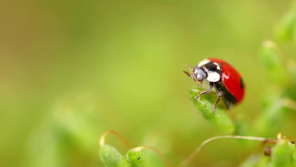 Vida silvestre de cerca de una mariquita en la hierba verde en el bosque — Vídeos de Stock