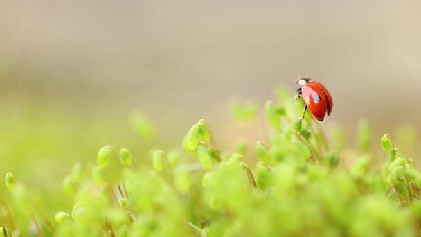 Close-up wildlife of a ladybug in the green grass in the forest — Stock Video