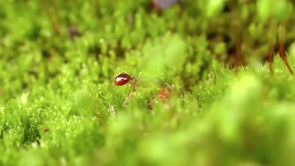 Karınca vahşi doğada yakın çekim. — Stok video