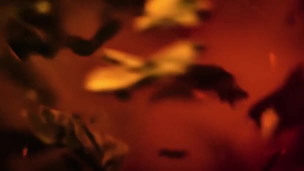 Les feuilles de thé noir flottent et tournent .