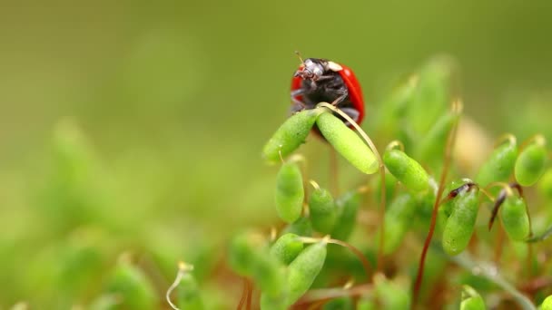 Gros plan sur la faune d'une coccinelle dans l'herbe verte de la forêt 