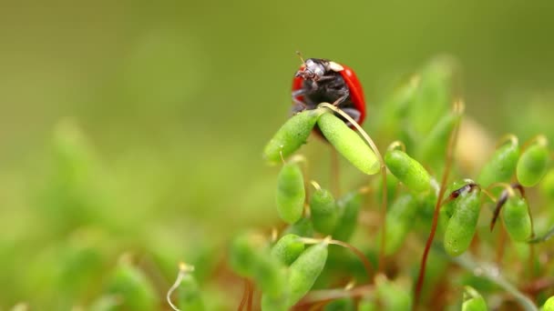 Vida silvestre de cerca de una mariquita en la hierba verde en el bosque — Vídeos de Stock