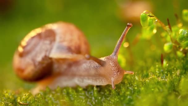 Gros plan d'un escargot rampant lentement au coucher du soleil. — Video