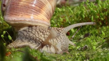 Helix pomatia ayrıca Roma salyangozu, Burgundy salyangozu