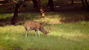 Chital ya da Cheetal, benekli geyik, chital deer ve axis deer olarak da bilinir, Hindistan 'da yaşayan bir geyik türüdür. Ranthambore Ulusal Parkı Sawai Madhopur Rajasthan Hindistan