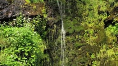 Ormanda temiz, küçük bir şelale. Güzel Doğa Norveç Doğal Arazisi.
