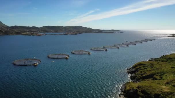 Çiftlik Norveç'te Balık tutma somon — Stok video