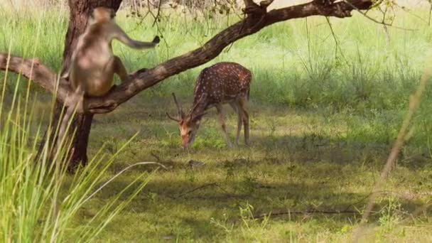 Chital o ghepardo, noto anche come cervo maculato, cervo chitale e cervo ad asse, è una specie di cervo originaria del subcontinente indiano. Ranthambore Parco Nazionale Sawai Madhopur Rajasthan India — Video Stock