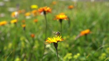Arı, çiçek Crepis Alpina 'dan nektar toplar.