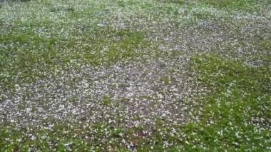 Büyük dolu yeşil çimlerin üzerine düşüyor.