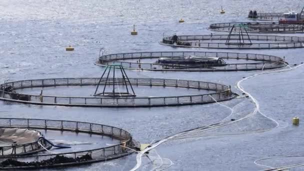 Pesca de salmón de granja en Noruega — Vídeos de Stock