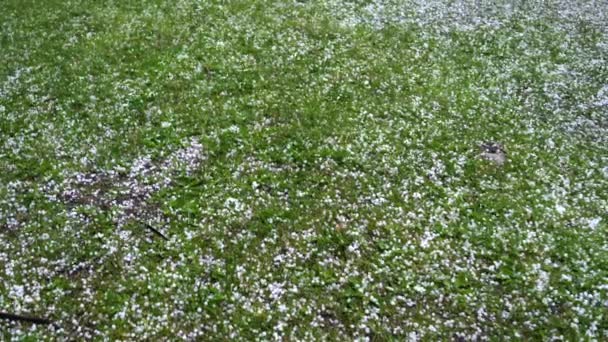 Stora hagel faller på det gröna gräset. — Stockvideo