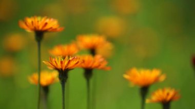 Dünyanın bazı bölgelerinde yaygın olarak bilinen Crepis, Asteraceae familyasının yıllık ve uzun ömürlü çiçekli bitkilerindendir..