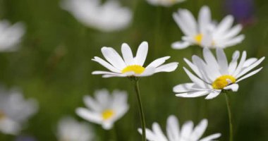 Papatya çiçeğinin soyut arkaplanı.