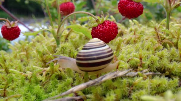 Snail close-up, looking at the red strawberries — Stock Video