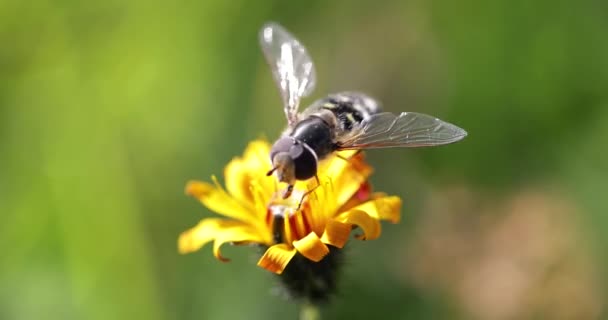 Biene sammelt Nektar aus Blume crepis alpina — Stockvideo