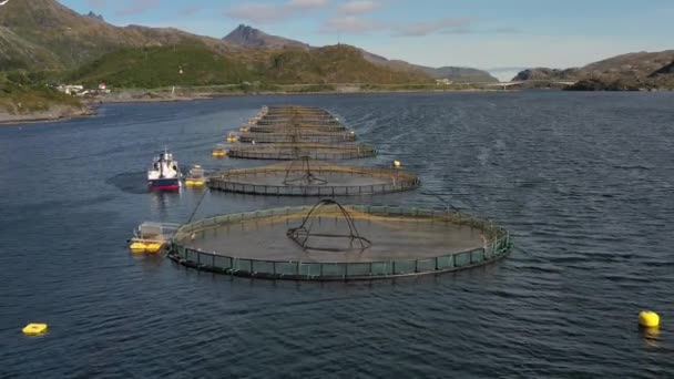 공중에서 찍은 노르웨이의 연어 잡이 장면 — 비디오