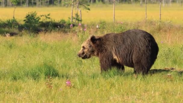 Niedźwiedź brunatny (Ursus arctos) w dzikiej przyrodzie to niedźwiedź występujący w północnej Eurazji i Ameryce Północnej. W Ameryce Północnej populacje niedźwiedzi brunatnych są często nazywane niedźwiedziami grizzly.. — Wideo stockowe