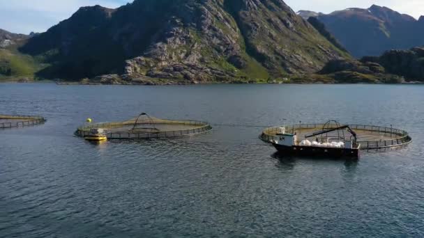 空中映像ノルウェーの養殖サケ釣り — ストック動画