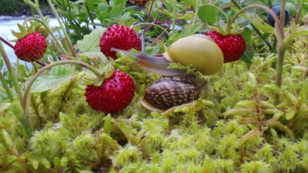 Escargot rampant lentement le long de super macro gros plan — Video