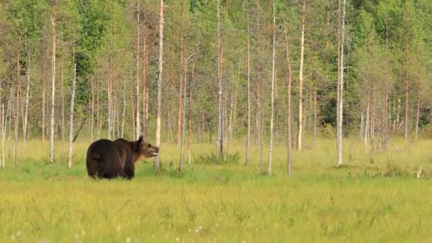 Niedźwiedź brunatny (Ursus arctos) w dzikiej przyrodzie to niedźwiedź występujący w północnej Eurazji i Ameryce Północnej. W Ameryce Północnej populacje niedźwiedzi brunatnych są często nazywane niedźwiedziami grizzly.. — Wideo stockowe