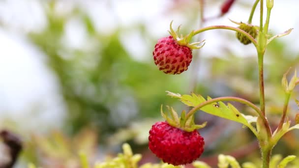 La baya de las fresas maduras se cierran. Naturaleza de Noruega — Vídeos de Stock