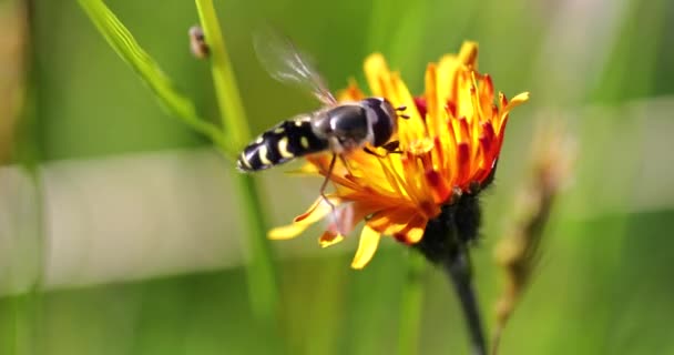 Bin samlar nektar från blomma crepis alpina — Stockvideo