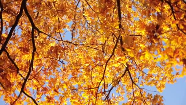 Autunno rovere foglie vista dal basso — Video Stock